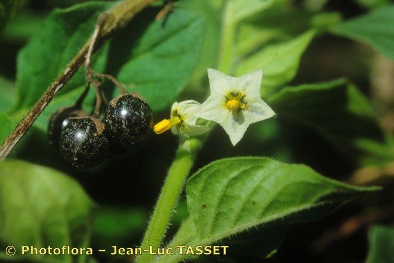 Taken Aug 15, 1999 by Photoflora - Jean-Luc TASSET (©)