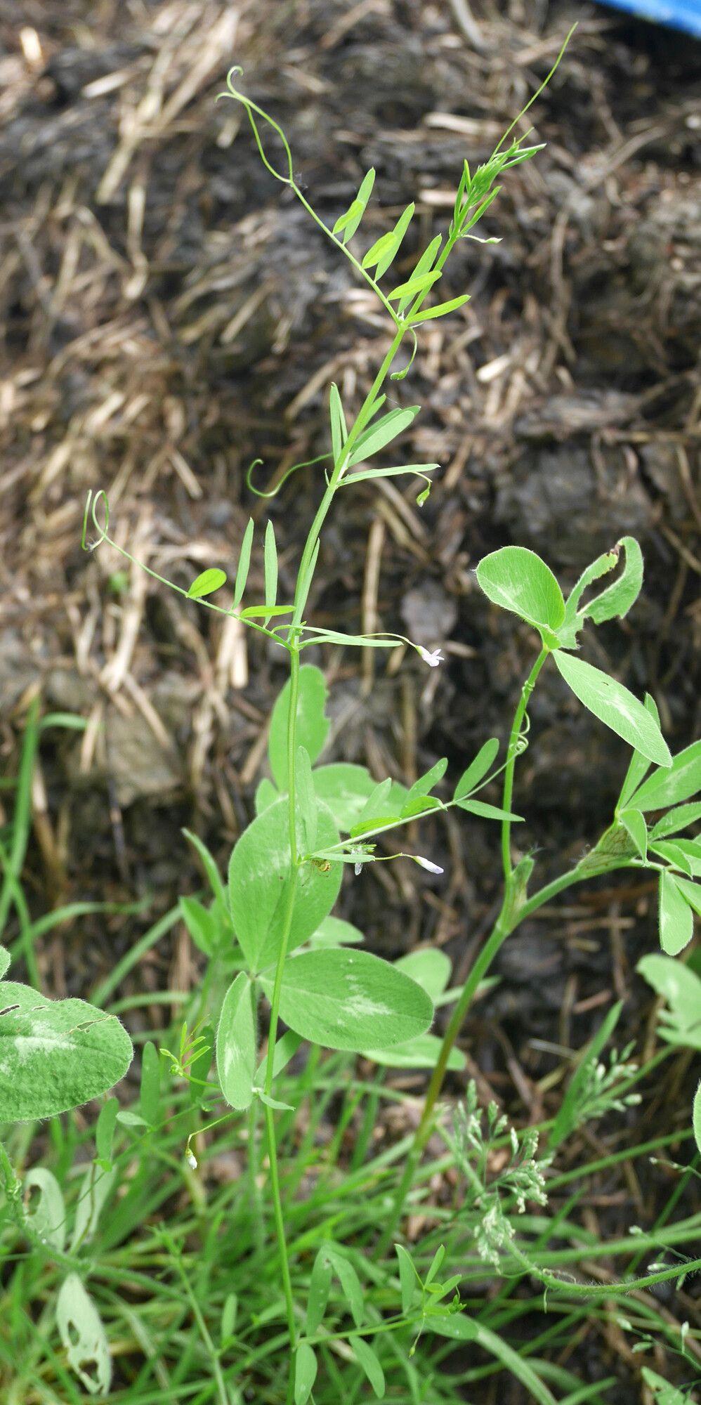 Four-seed vetch