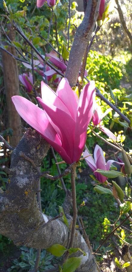 Observación: Magnolia liliiflora Desr. (marquez marcos 20 de sep. de 2019)  Plantas útiles - Pl@ntNet identify