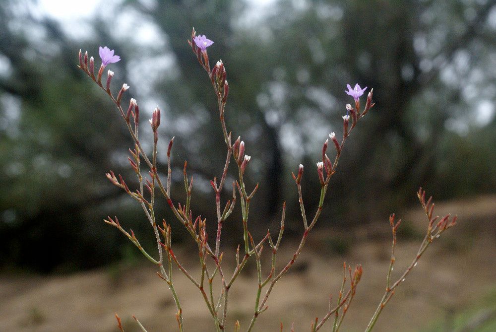 Taken May 22, 2010 by Tela Botanica − Liliane Roubaudi (cc-by-sa)