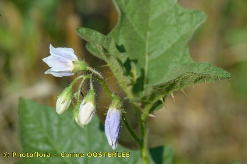 Taken Aug 15, 2018 by Photoflora - Corine OOSTERLEE (©)