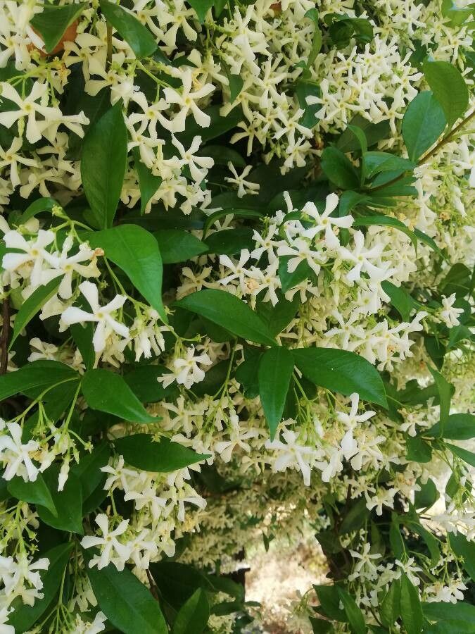 Observation: Trachelospermum jasminoides (Lindl.) Lem. (Chris ...