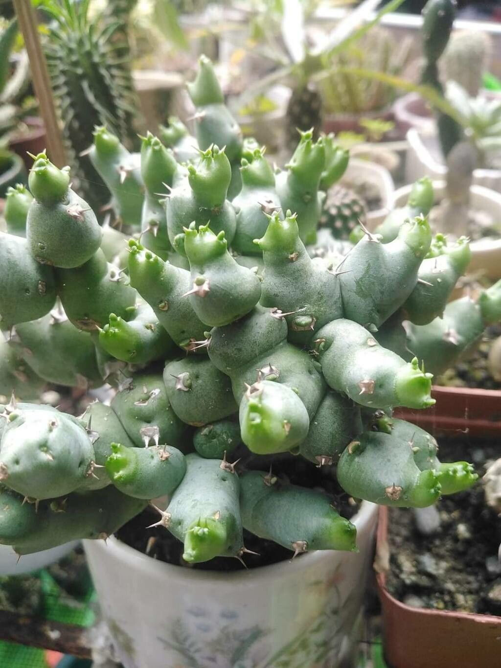 Euphorbia clivicola outlet