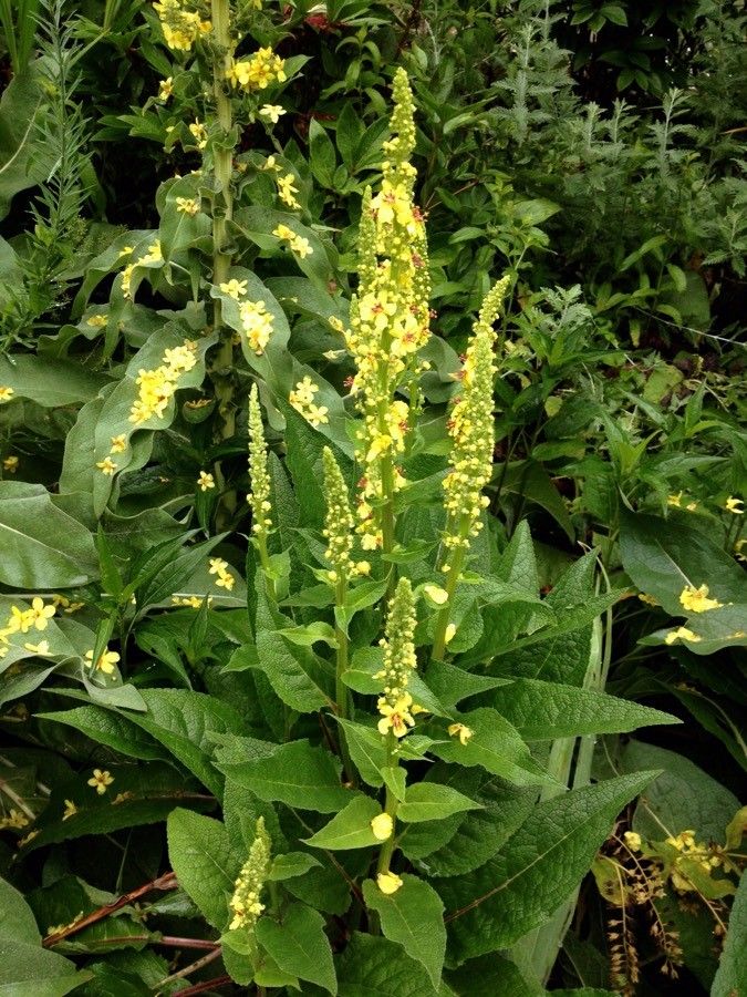 Dark mullein