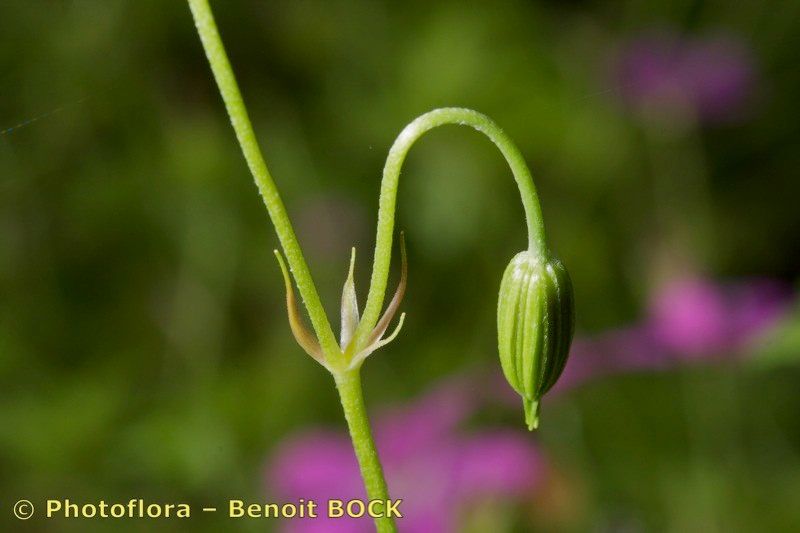 Taken Jul 15, 2009 by Photoflora - Benoit BOCK (©)