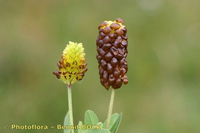 Taken Jul 15, 2006 by Photoflora - Benoit BOCK (©)