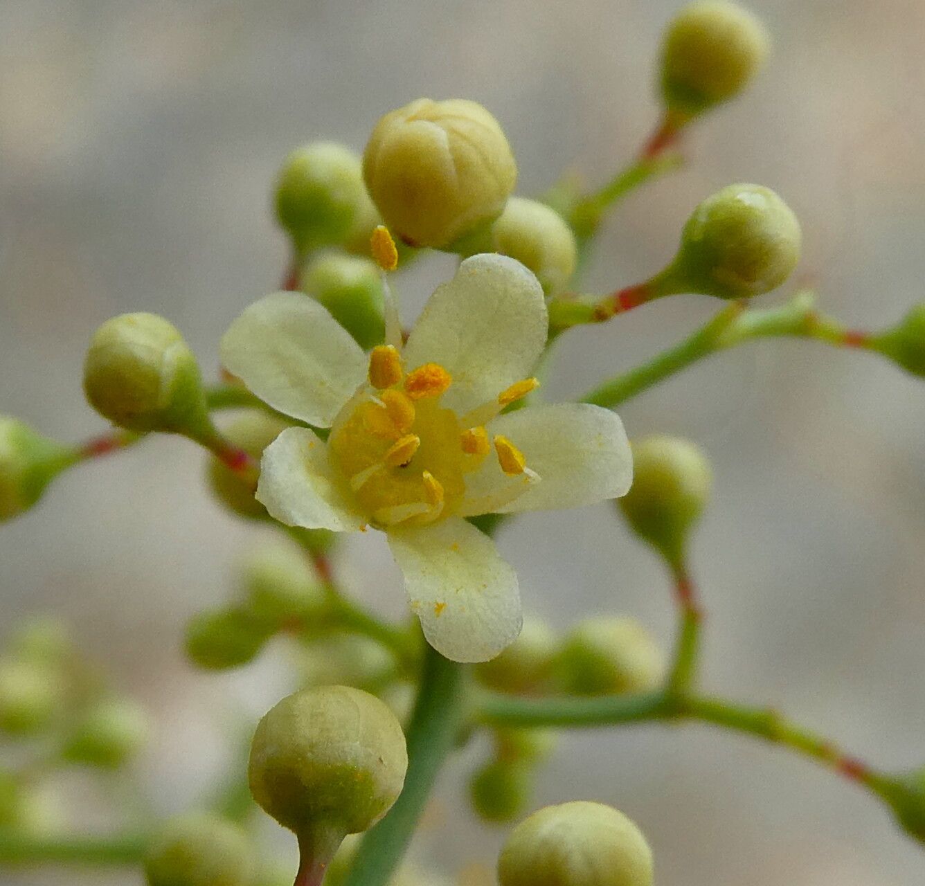 schinus molle flower