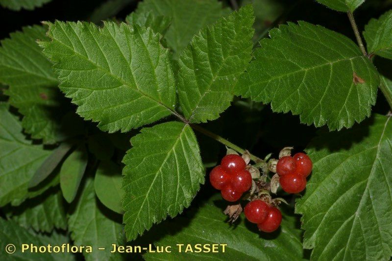 Taken Jul 15, 2016 by Photoflora - Jean-Luc TASSET (©)