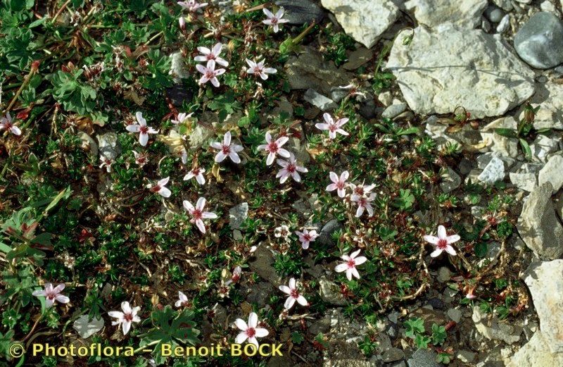 Taken Aug 15, 1996 by Photoflora - Benoit BOCK (©)