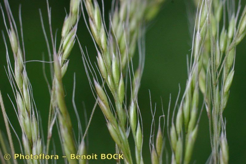 Taken Aug 15, 2006 by Photoflora - Benoit BOCK (©)