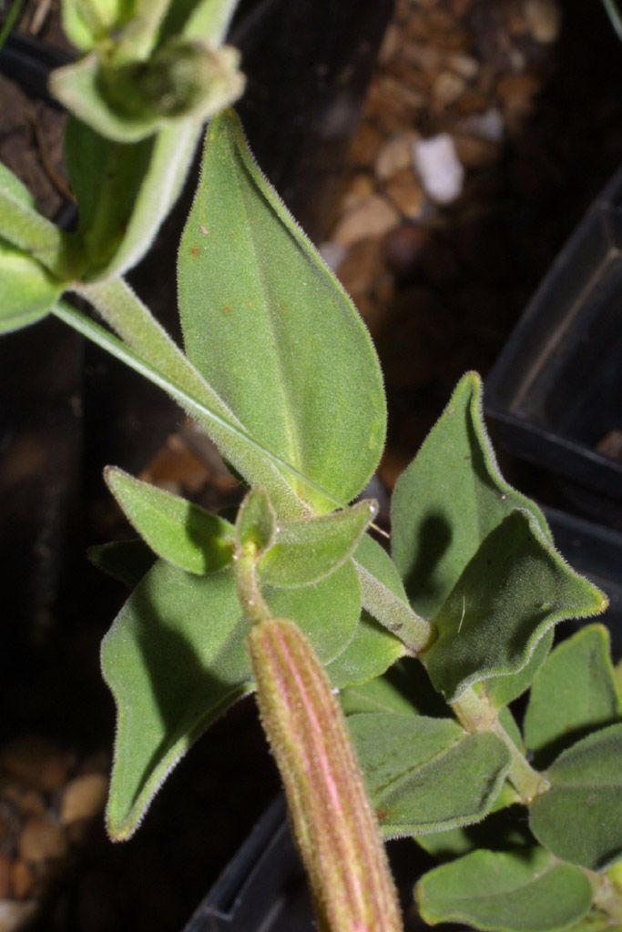 Plant Image 3