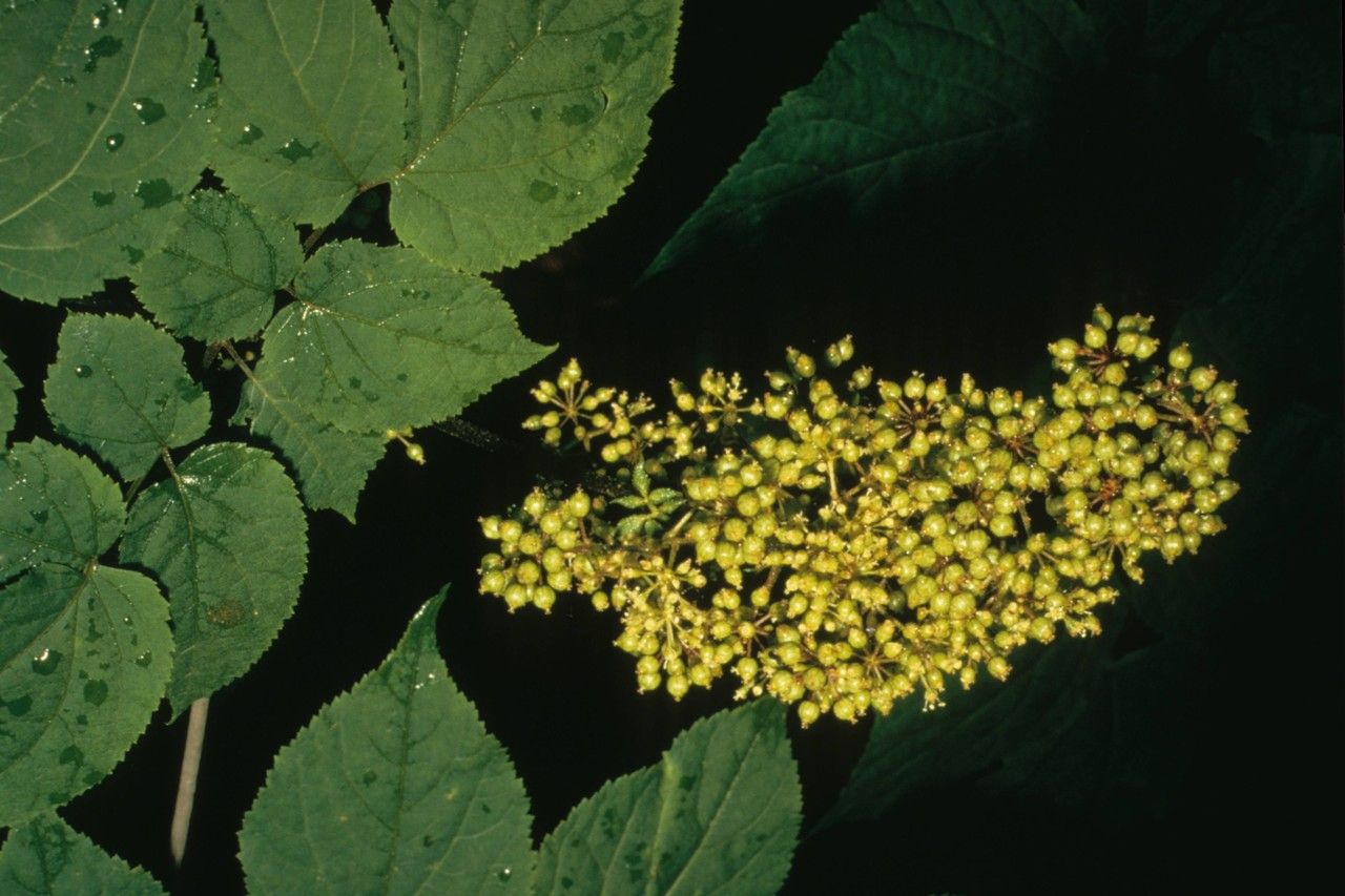 Taken Jan 1, 1900 by EOL − WVU Herbarium (cc-by-nc-sa)