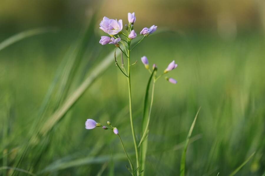 Meadow cress