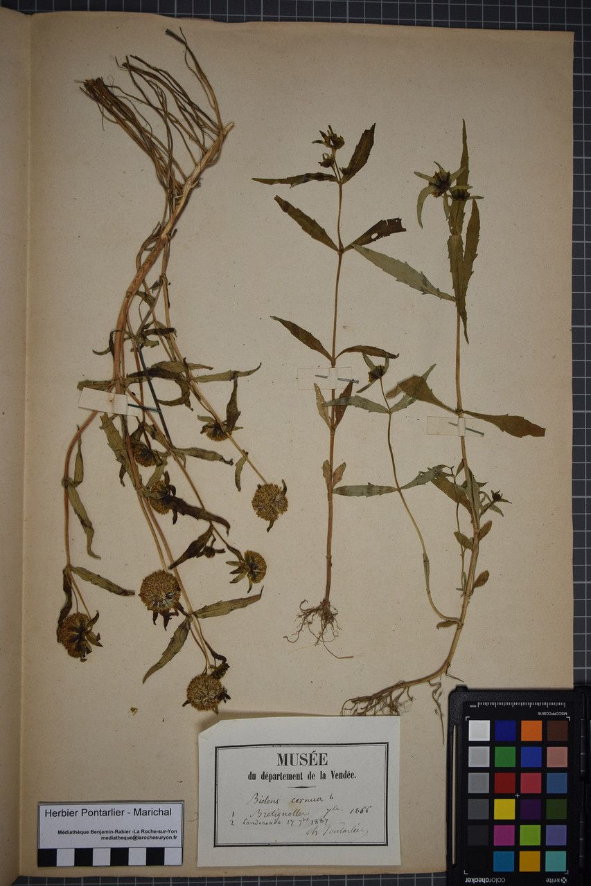 Taken Sep 6, 1887 by Tela Botanica − Herbier PONTARLIER-MARICHAL (cc-by-sa)