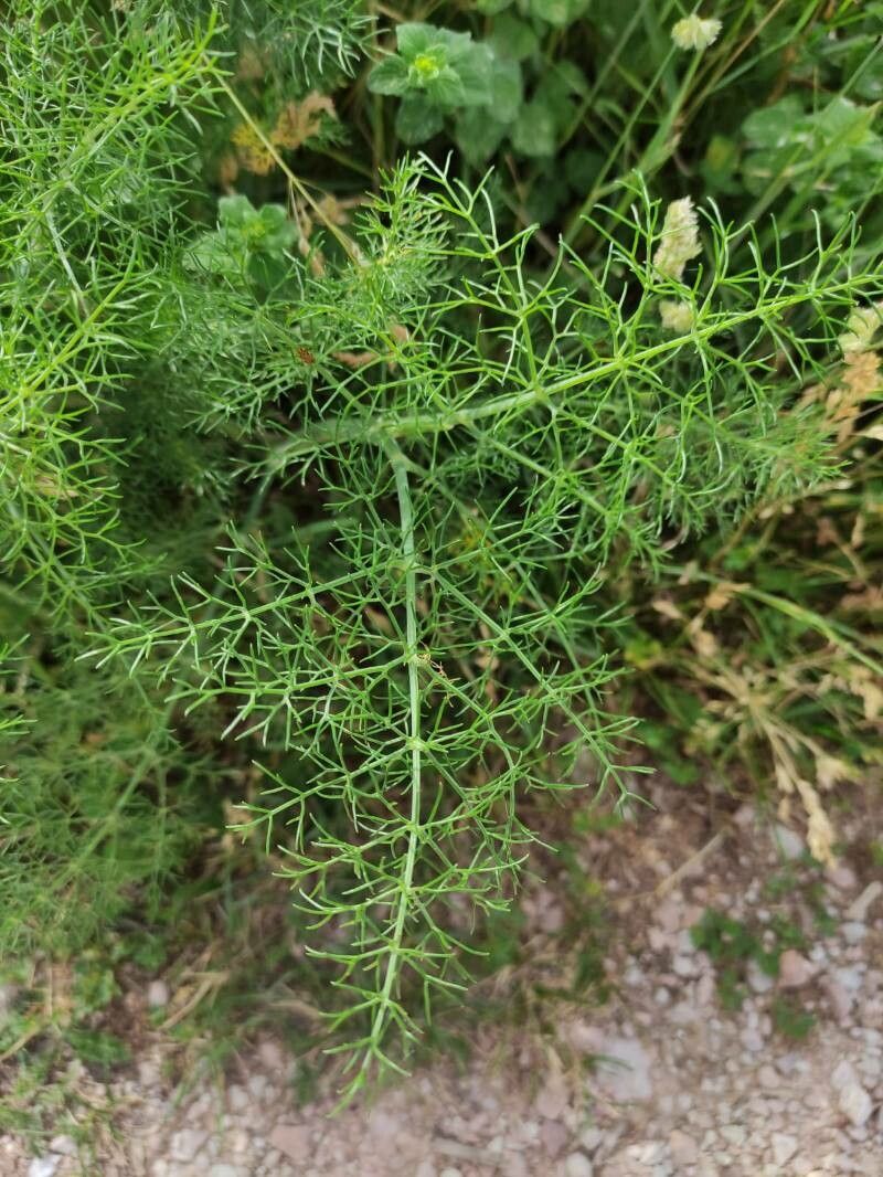 Observación: Foeniculum Vulgare Mill. (valeria Ferraro 4 De Jun. De ...