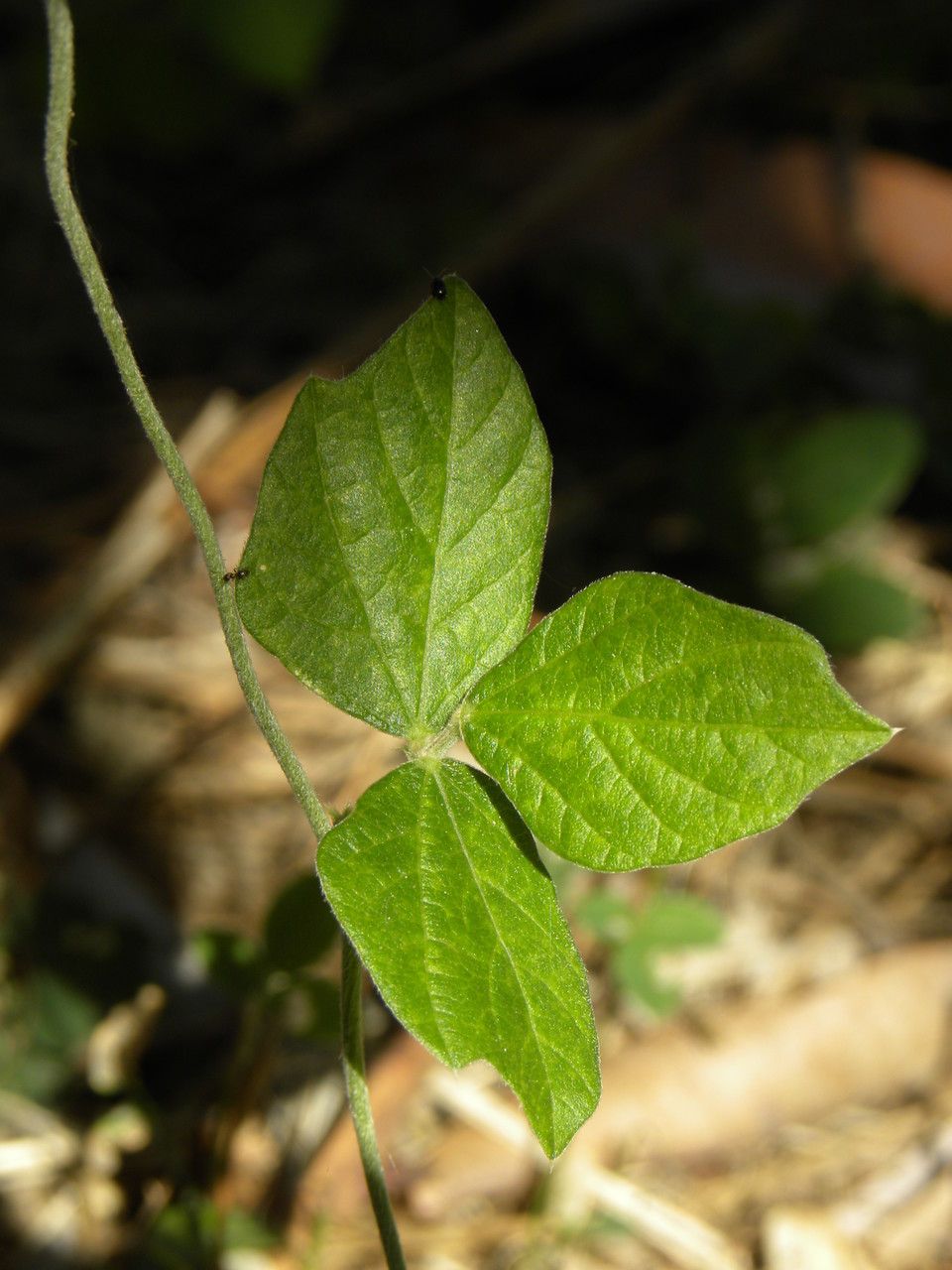 Taken Jul 28, 2013 by Tela Botanica − Maxime JACQUOT (cc-by-sa)