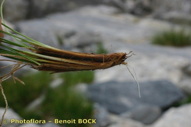 Taken Jul 15, 2005 by Photoflora - Benoit BOCK (©)