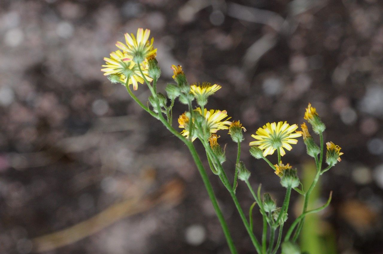 Taken Jun 22, 2014 by Tela Botanica − Françoise CARLE (cc-by-sa)