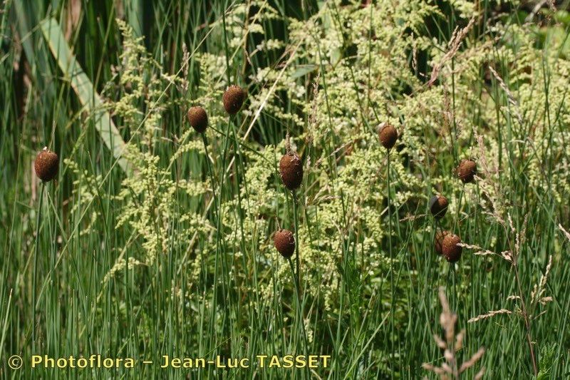 Taken Aug 15, 2006 by Photoflora - Jean-Luc TASSET (©)