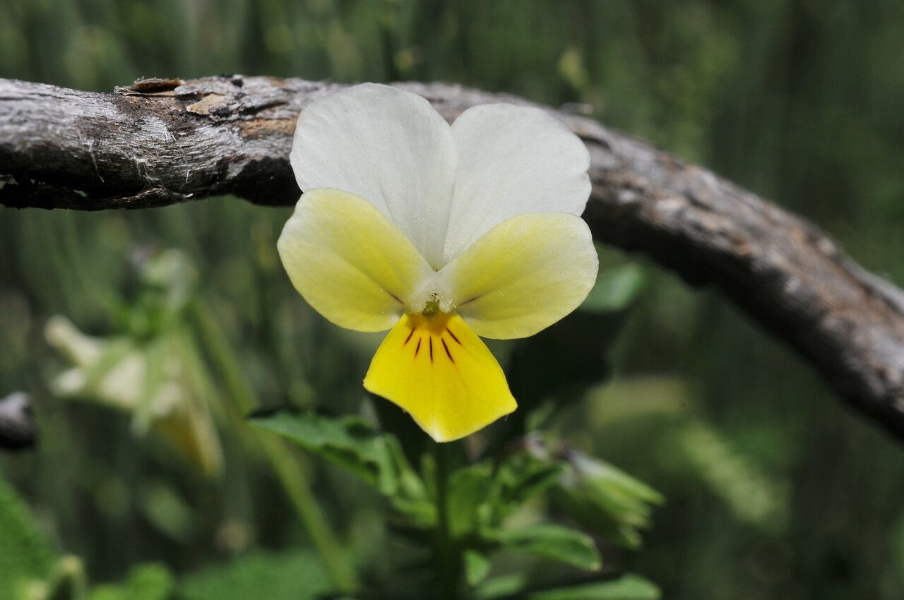Observación: Viola tricolor L. (Corbier48240 25 de jun. de 2018) Flora del  parque nacional de Cévennes - Pl@ntNet identify