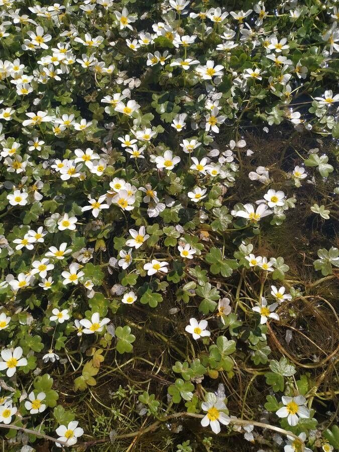 Pond water-crowfoot