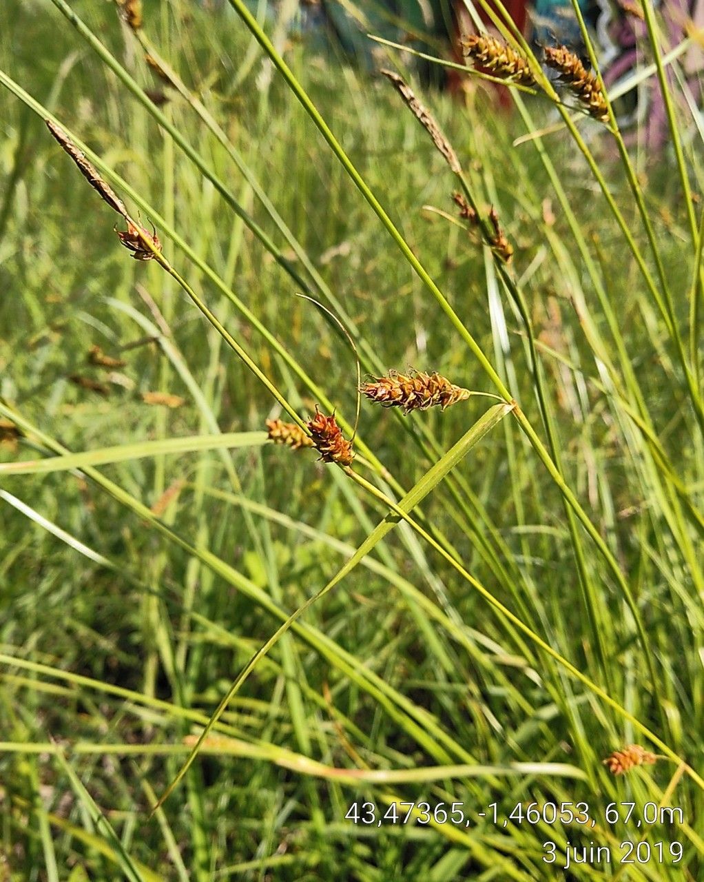 Taken Jun 3, 2019 by Tela Botanica − Florent Beck (cc-by-sa)