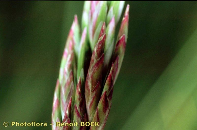 Taken May 15, 2001 by Photoflora - Benoit BOCK (©)