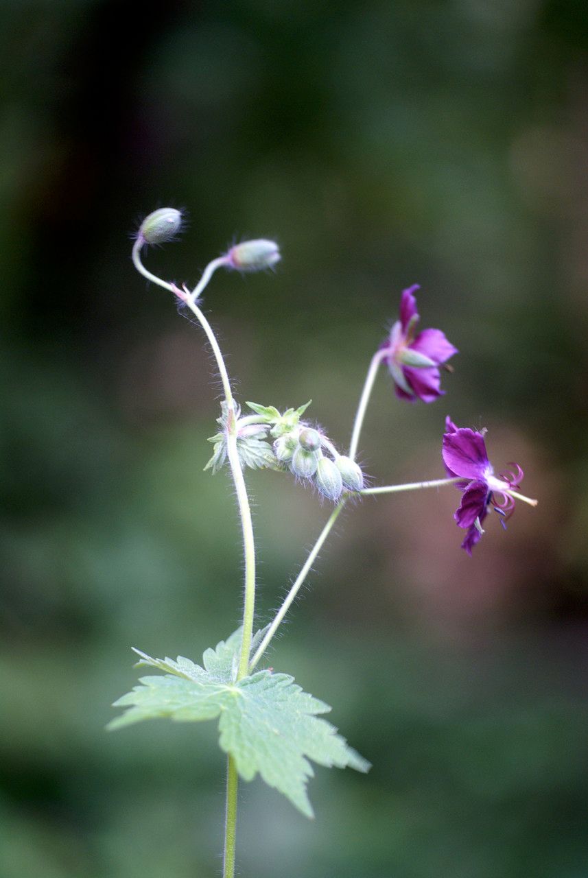 Taken Jun 13, 2008 by Tela Botanica − Liliane Roubaudi (cc-by-sa)