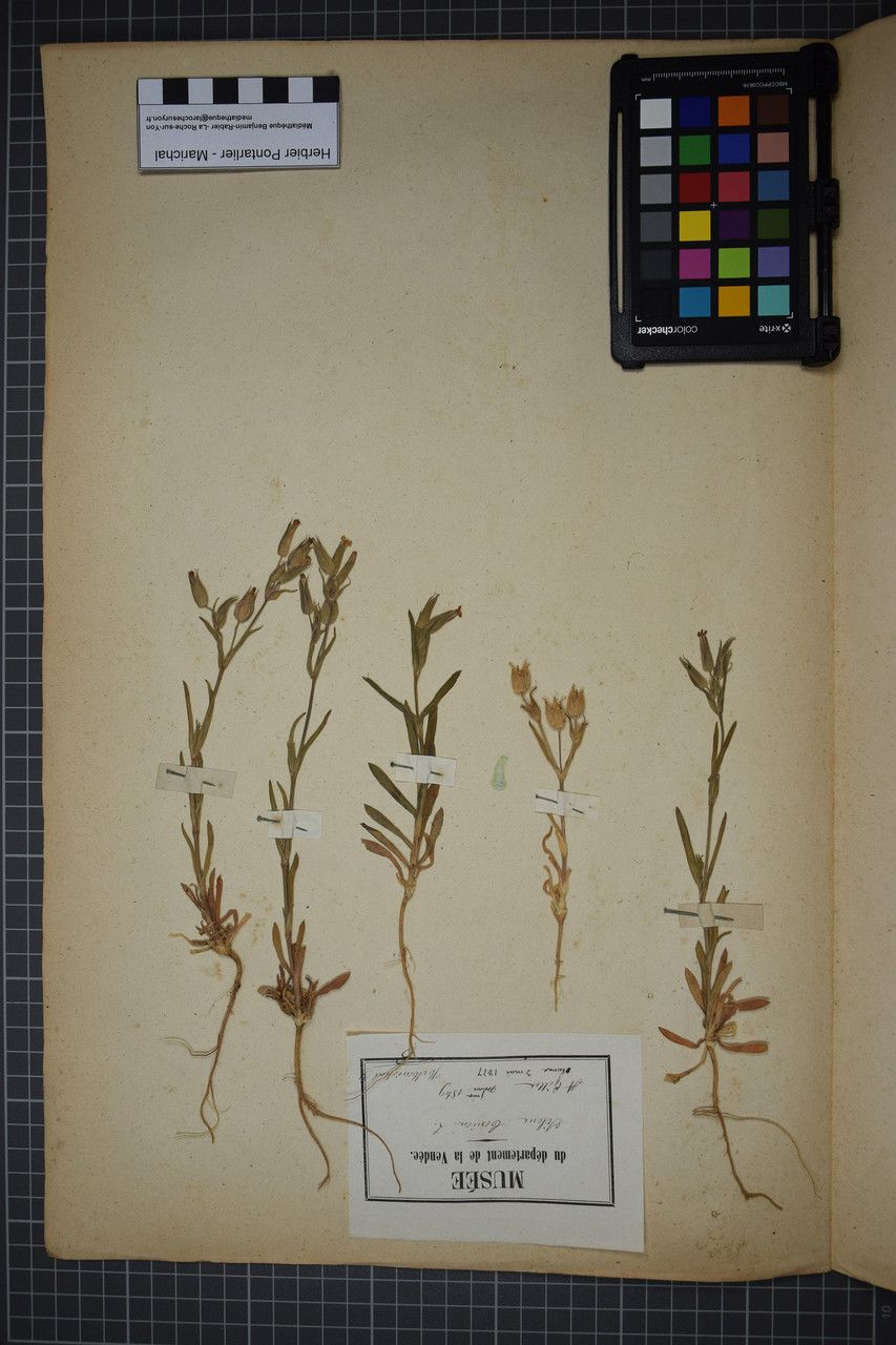 Taken May 2, 1877 by Tela Botanica − Herbier PONTARLIER-MARICHAL (cc-by-sa)