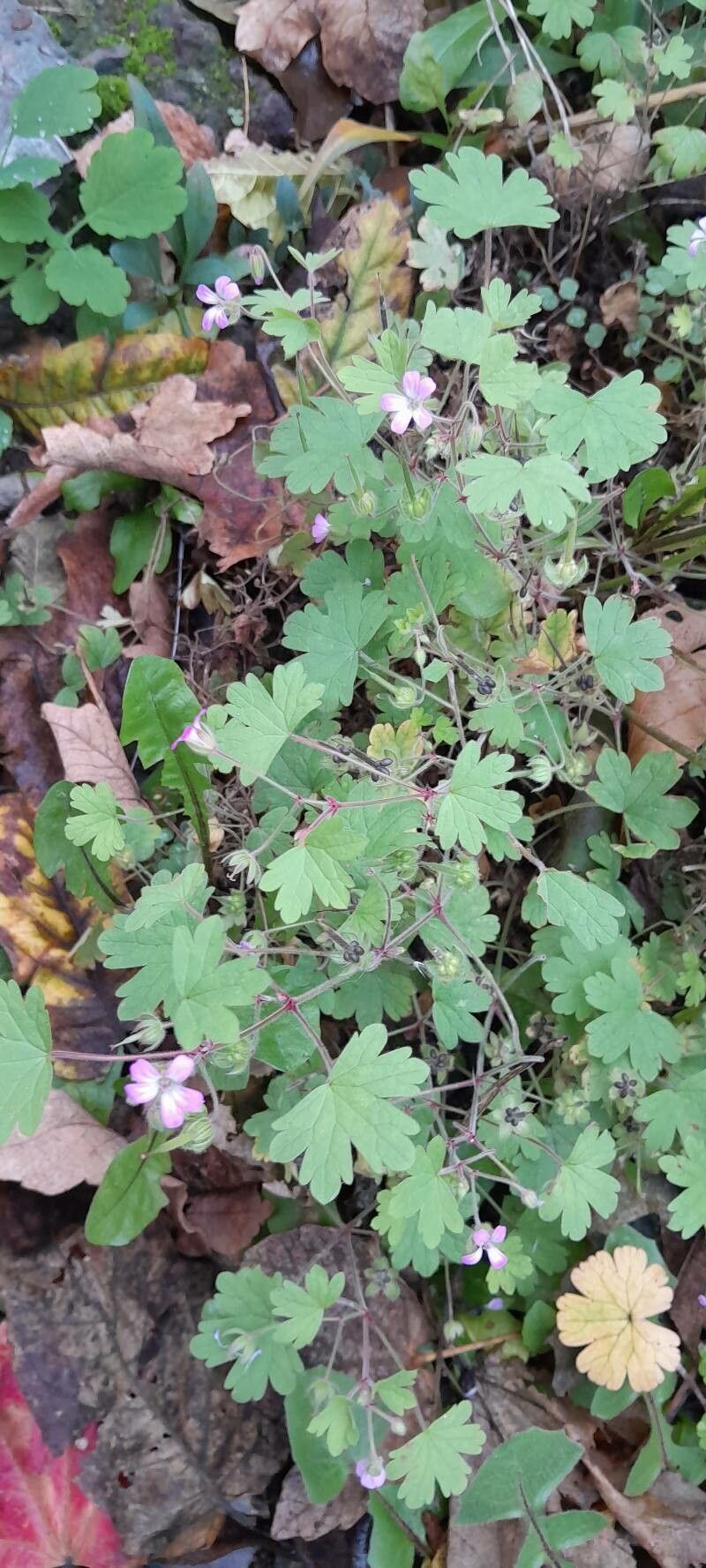 Round-leaf crane's-bill