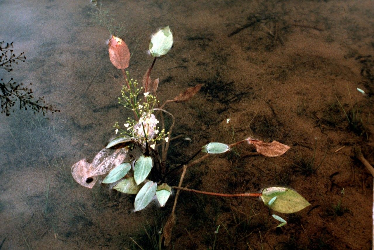 Taken Jan 1, 1900 by EOL − WVU Herbarium (cc-by-nc-sa)