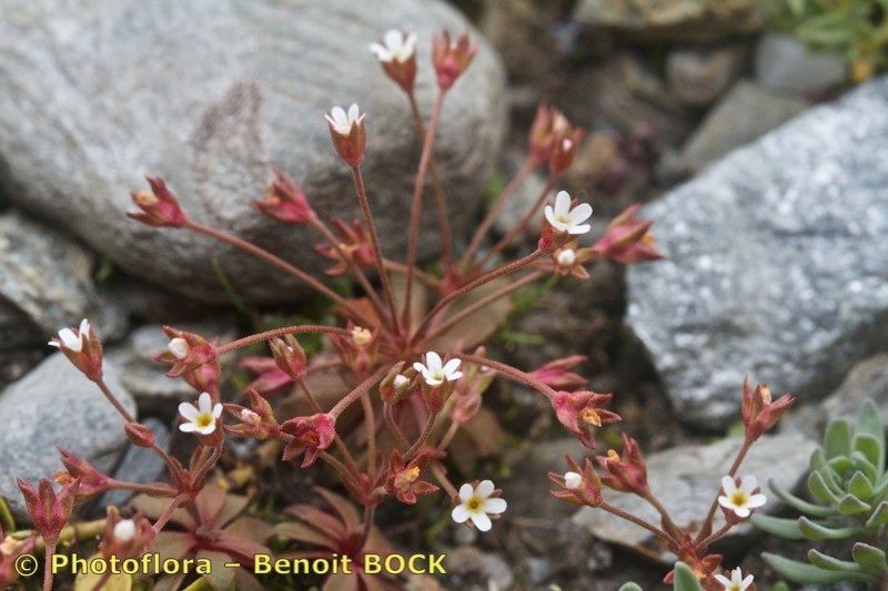 Taken Jul 15, 2012 by Photoflora - Benoit BOCK (©)