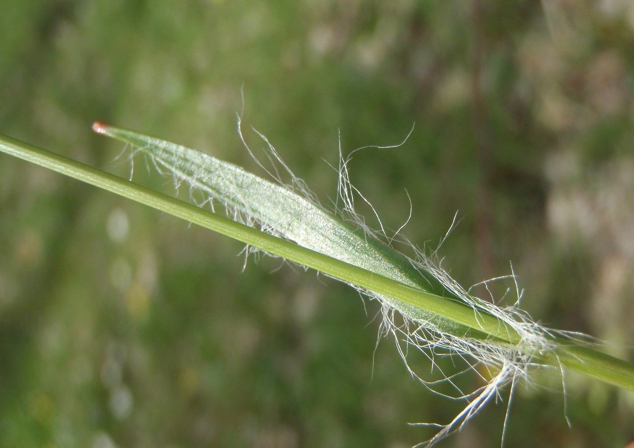 Taken Apr 25, 2014 by Tela Botanica − Geneviève Botti (cc-by-sa)