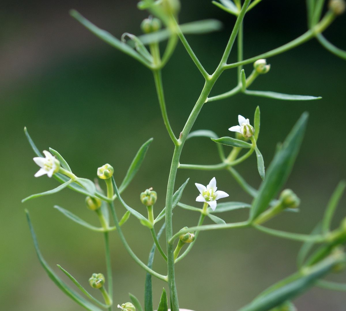 Taken Jul 10, 2014 by Tela Botanica − Liliane Roubaudi (cc-by-sa)