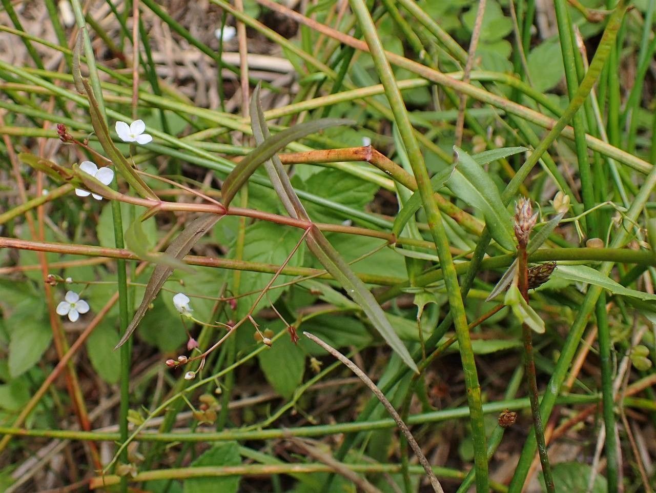 Marsh speedwell