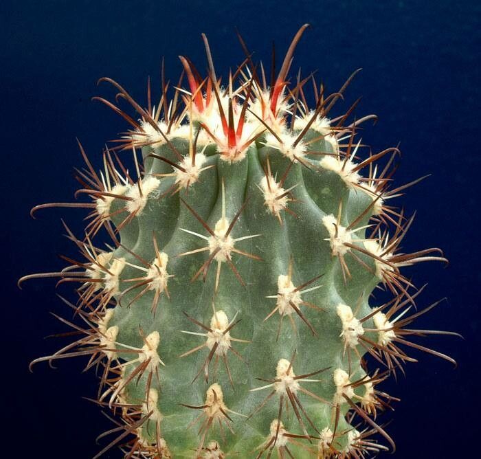 Sclerocactus parviflorus Clover & Jotter, Smallflower fishhook cactus  (World flora) - Pl@ntNet identify