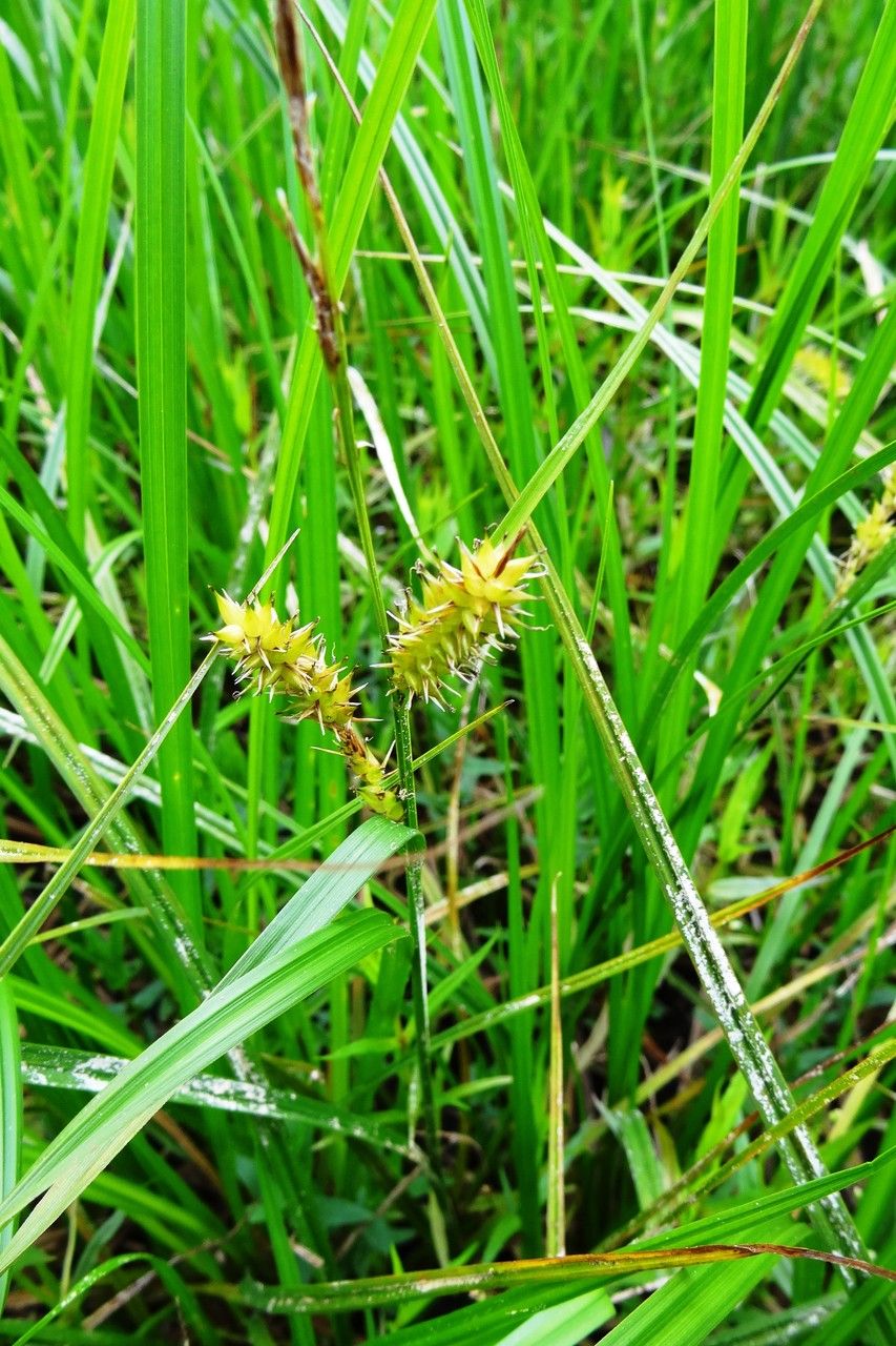 Bladder sedge