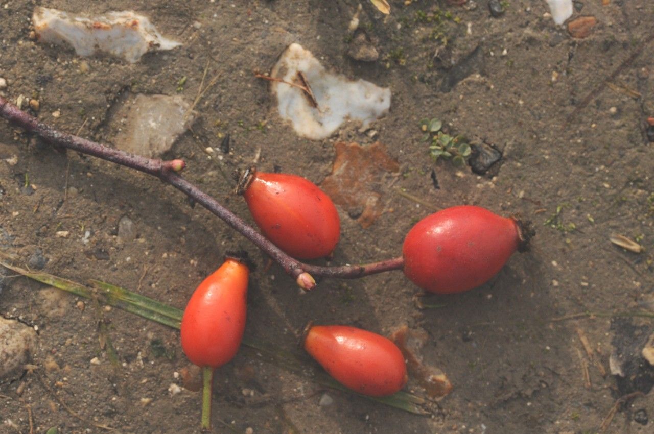 Taken Jul 15, 2014 by Tela Botanica − Françoise CARLE (cc-by-sa)