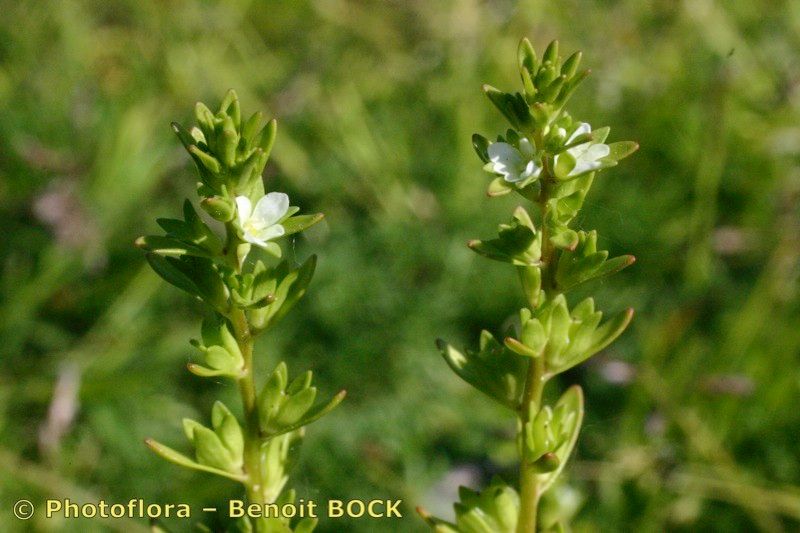 Taken May 15, 2004 by Photoflora - Benoit BOCK (©)