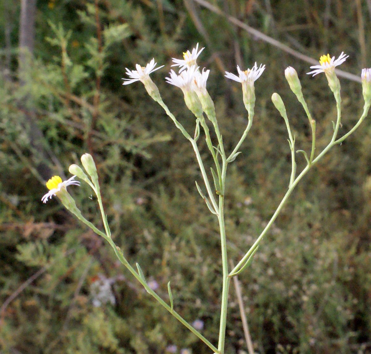 Taken Sep 21, 2014 by Tela Botanica − Liliane Roubaudi (cc-by-sa)