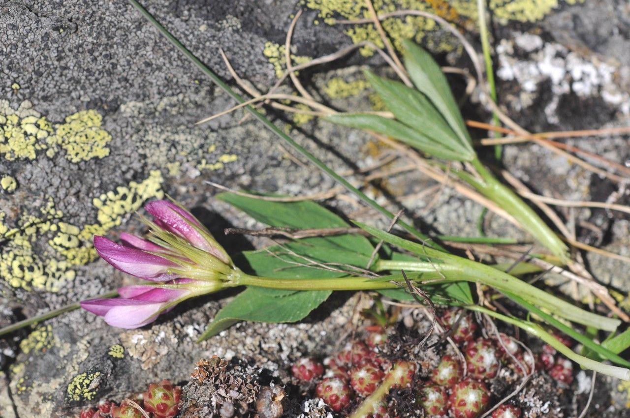 Taken Jun 6, 2014 by Tela Botanica − Françoise CARLE (cc-by-sa)