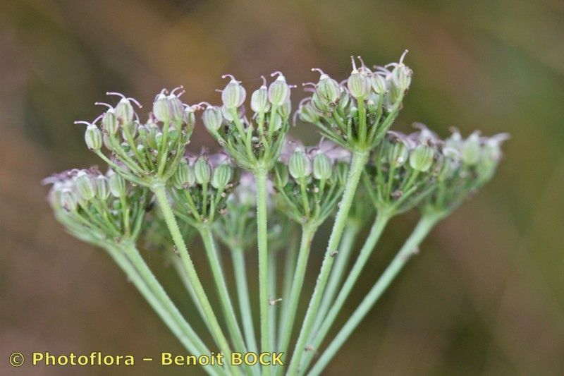 Taken Sep 15, 2013 by Photoflora - Benoit BOCK (©)