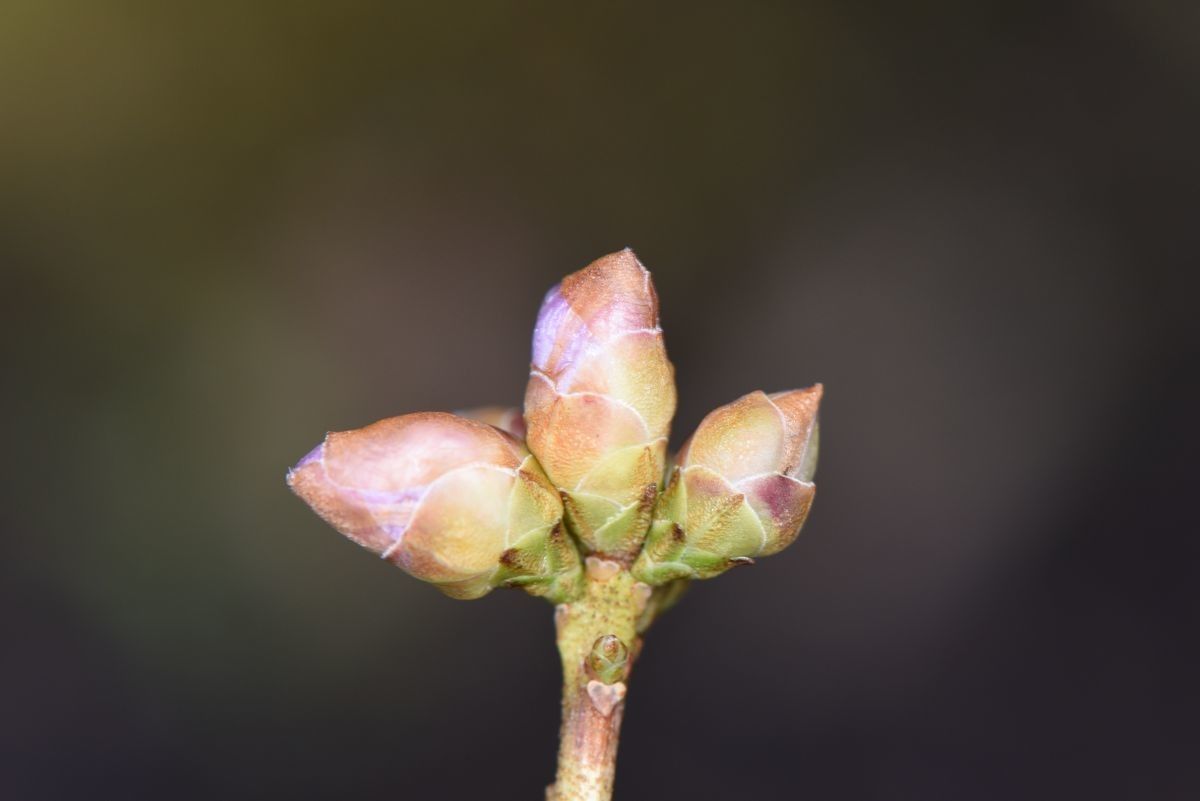 Taken Apr 1, 2015 by Royal Botanic Garden Edinburgh - David Purvis (cc-by-nc)