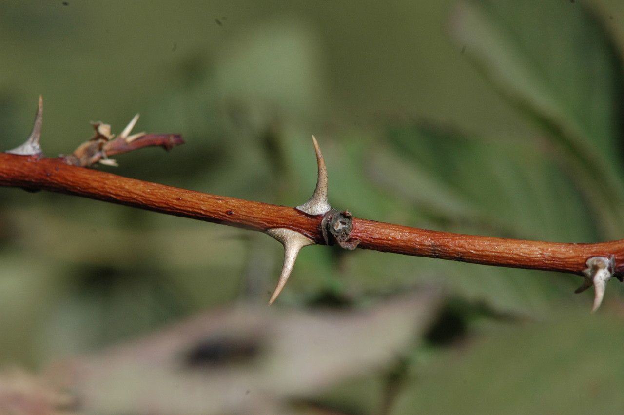 Taken Sep 17, 2013 by Tela Botanica − Jean-Pascal MILCENT (cc-by-sa)