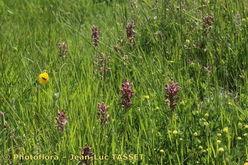 Taken Aug 15, 2012 by Photoflora - Jean-Luc TASSET (©)