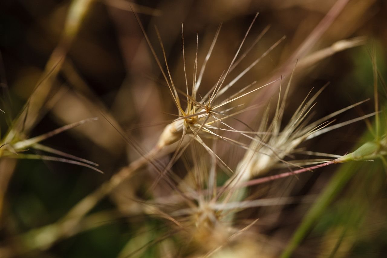 Taken Jun 14, 2014 by Tela Botanica − Martine BÉNÉZECH (cc-by-sa)