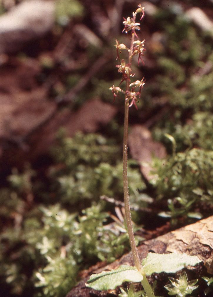 Taken Jun 8, 1995 by Tela Botanica − Liliane ROUBAUDI (cc-by-sa)