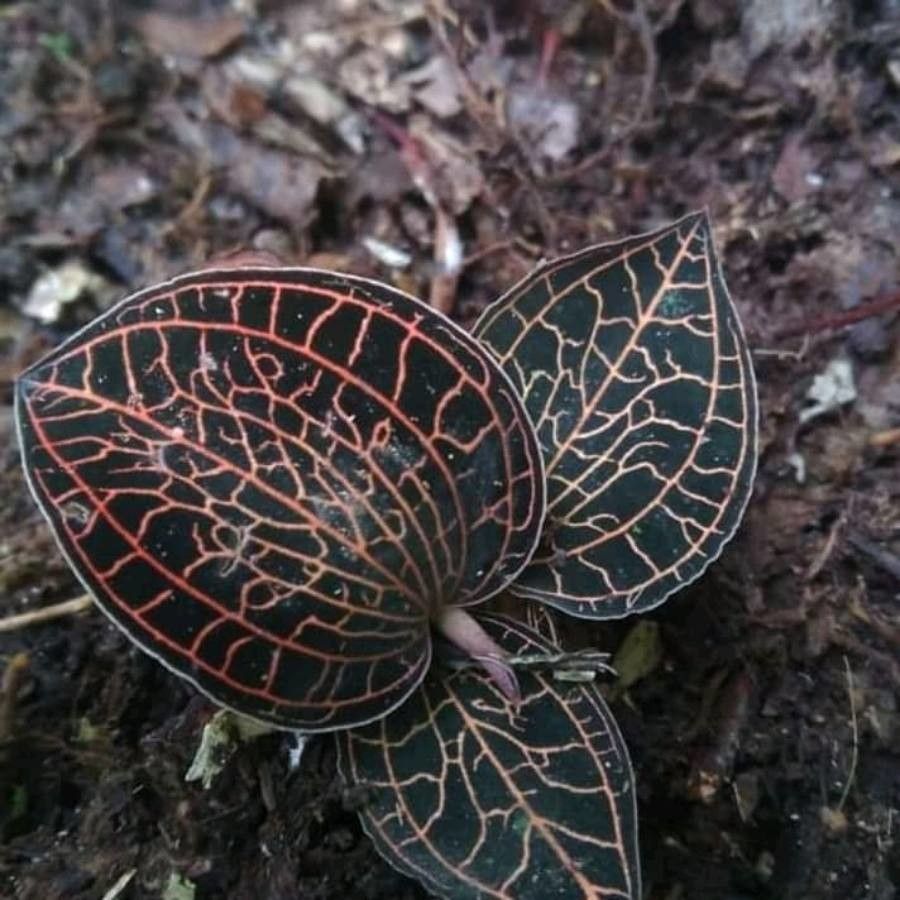 Anoectochilus imitans Schltr., Juwelen Orchidee (Weltflora) - Pl@ntNet  identify