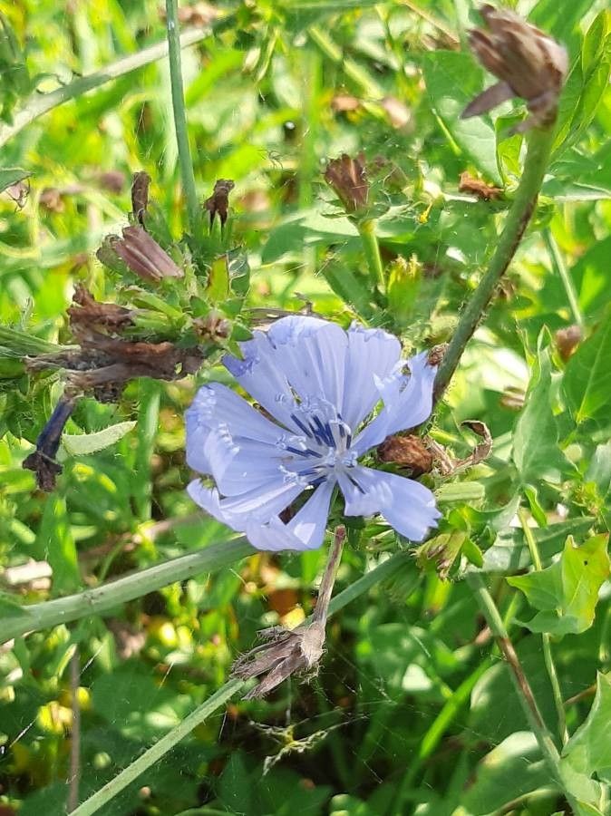 Observation: Cichorium endivia L. (giacomo sgorlon Sep 14, 2021) Weeds ...