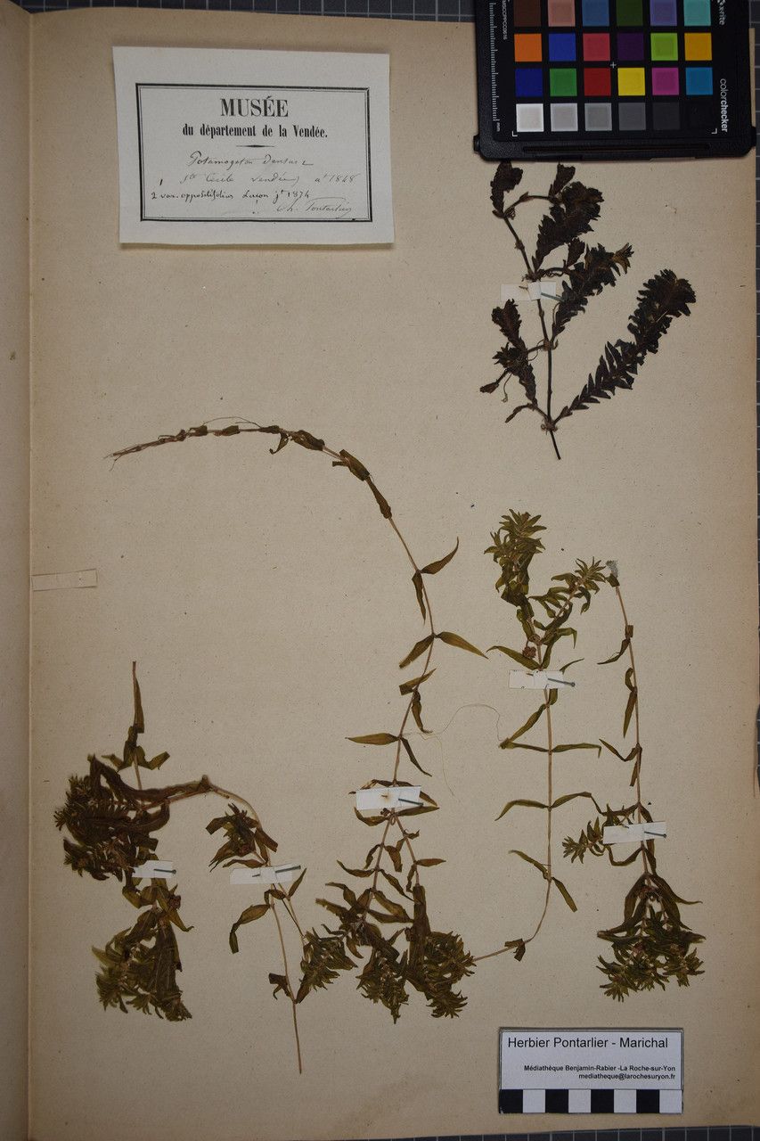 Taken Jul 31, 1848 by Tela Botanica − Herbier PONTARLIER-MARICHAL (cc-by-sa)